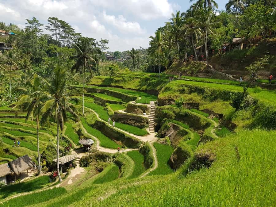 Bali Bliss: Yoga, Floating Breakfast and Rice terrace walk - Should You Book Bali Bliss?