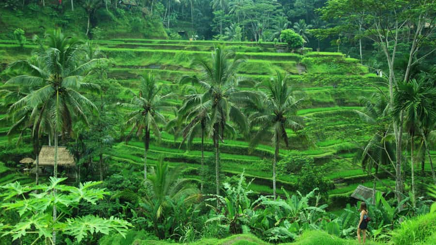 Bali Bliss: Yoga, Floating Breakfast and Rice terrace walk - FAQ
