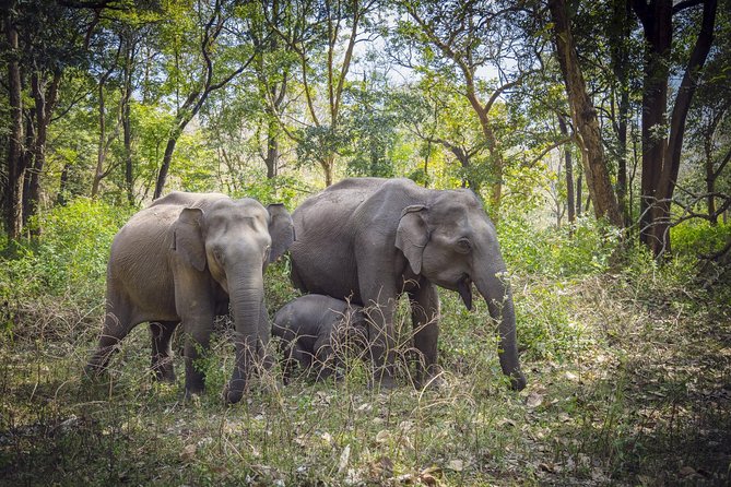 Bangalore to Nagarhole National Park: Wilderness Retreat - Key things I’d mark as highlights