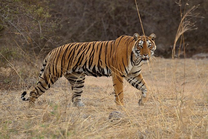 Bangalore to Nagarhole National Park: Wilderness Retreat - Nagarhole/Kabini in 3 days: why this works