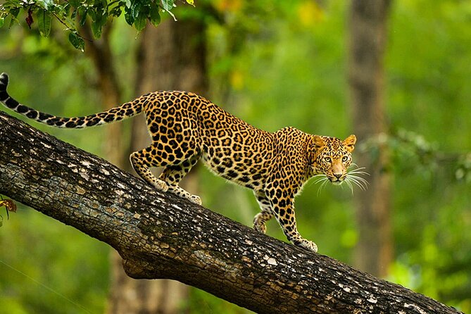 Bangalore to Nagarhole National Park: Wilderness Retreat - Day 1: check-in and a boat safari that changes the whole game