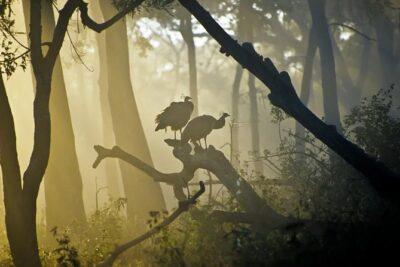 Bangalore to Nagarhole National Park: Wilderness Retreat - Getting out of Bangalore: the comfort and pacing you’ll feel