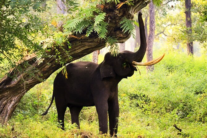 Bangalore to Nagarhole National Park: Wilderness Retreat - Guide quality and the human touch (what made it feel safe)
