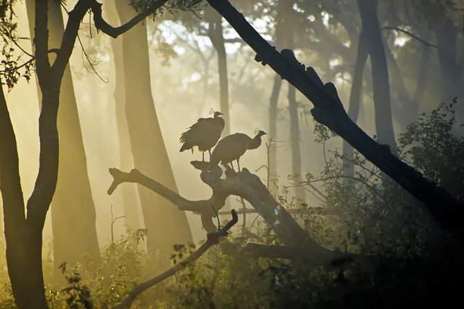 Bangalore to Nagarhole National Park: Wilderness Retreat - Getting out of Bangalore: the comfort and pacing you’ll feel