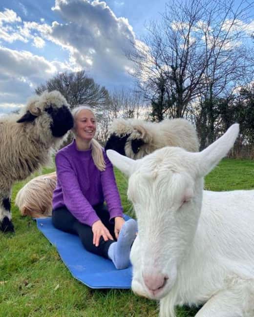 Canterbury: Yoga with Goats and Sheep - Meet the herd: Golden Guernseys, Swiss goats, Boer boys, and named personalities