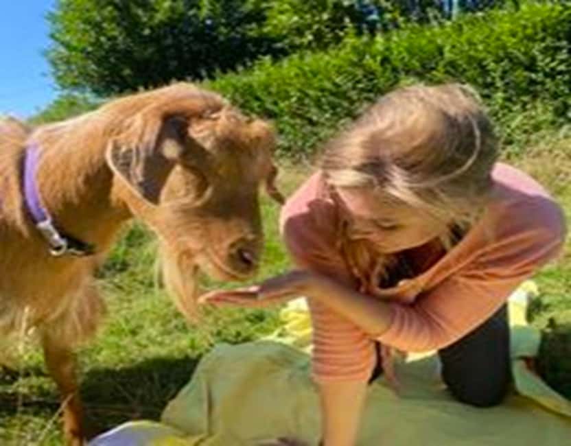 Canterbury: Yoga with Goats and Sheep - Goat and sheep walking in the rewilded valley (if you catch it)