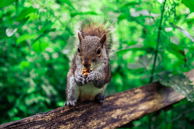 Half-day Forest Bathing and Yoga in Brighton's Woodlands - Brighton’s Stand-Alone Wellness Break: Forest Bathing Plus Yoga