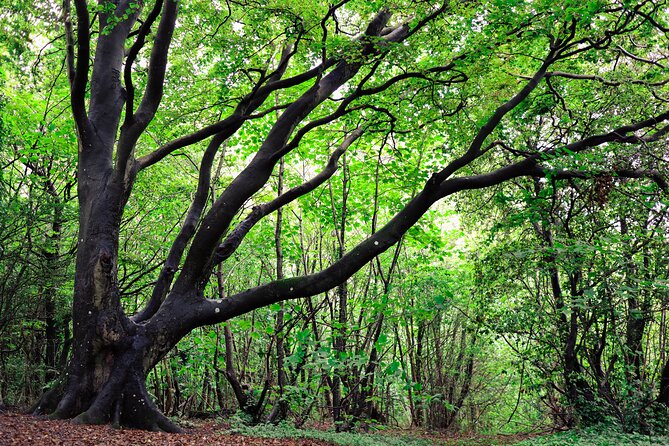 Half-day Forest Bathing and Yoga in Brighton's Woodlands - Price and Value: Is $47.96 a Fair Deal?