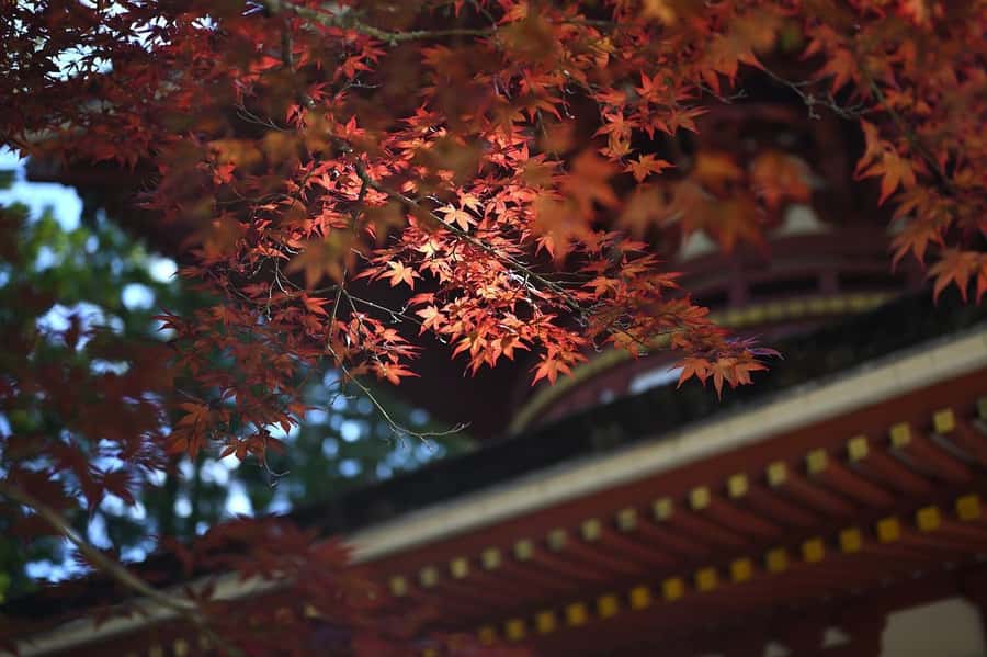 Koyasan: A Mysterious Meditation Journey - Danjo Garan Sacred Temple and the Koyasan Reihokan Museum: context beats guesswork