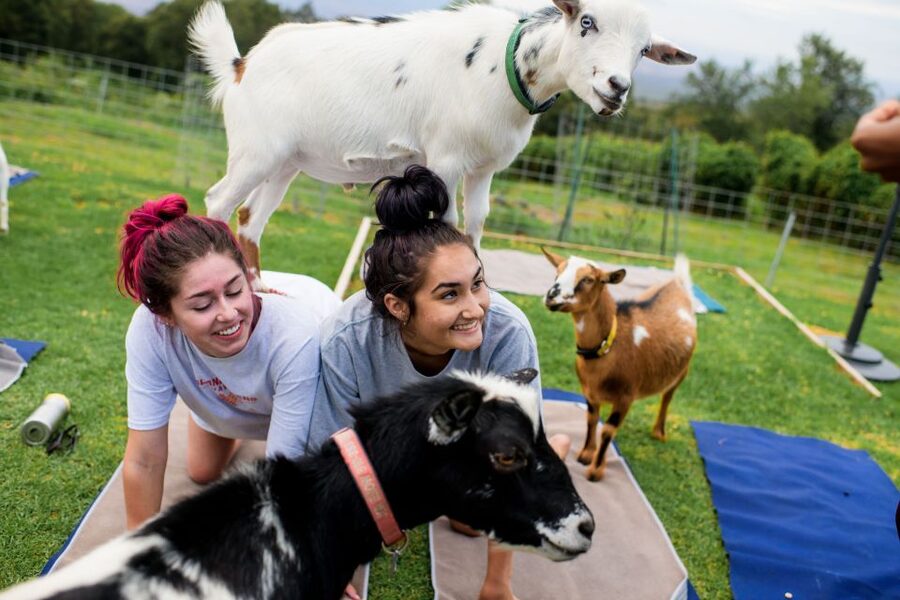 Maui Goat Yoga with Miniature Goats - Key Points Before You Go