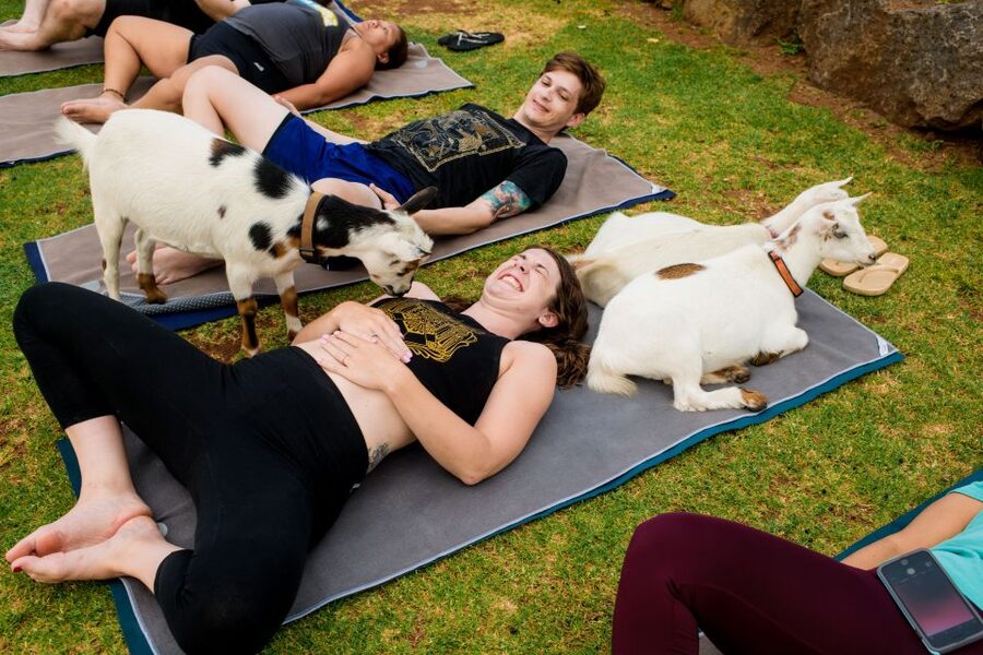 Maui Goat Yoga with Miniature Goats - Kai and Wendy’s Farm Welcome (and Why It Matters)