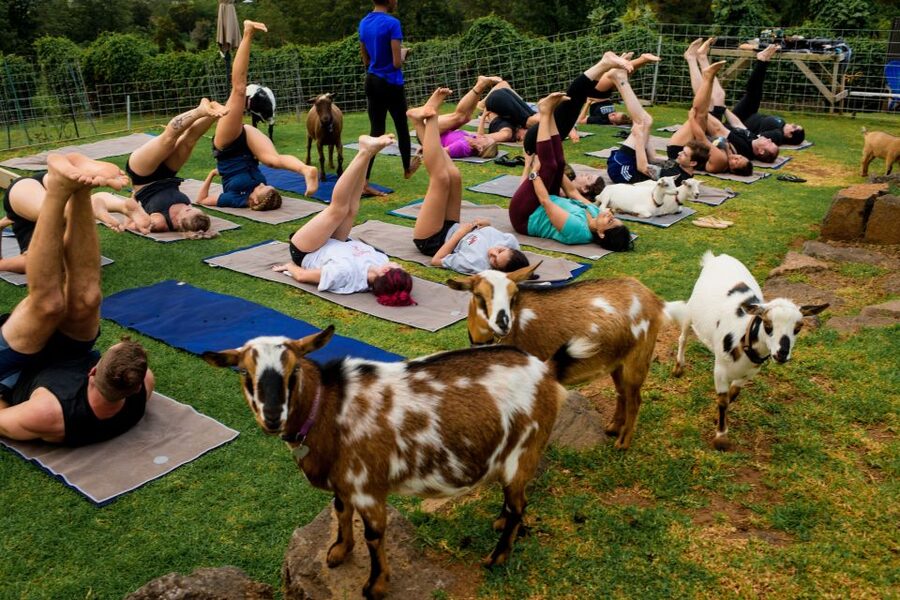 Maui Goat Yoga with Miniature Goats - What to Bring (So You Can Actually Relax)