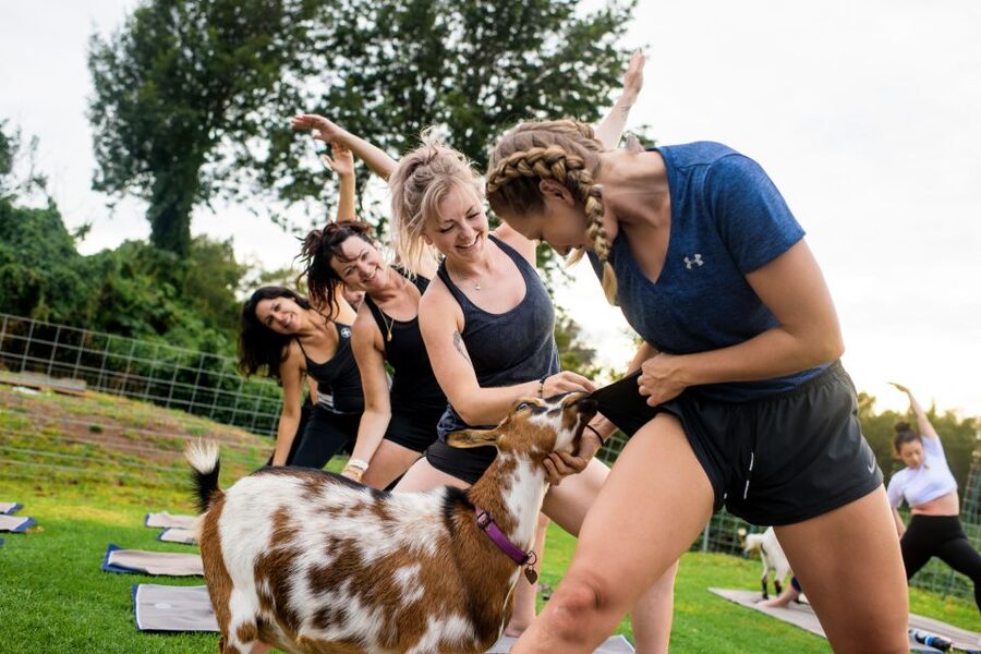 Maui Goat Yoga with Miniature Goats - The 90 Minutes: How the Session Really Flows