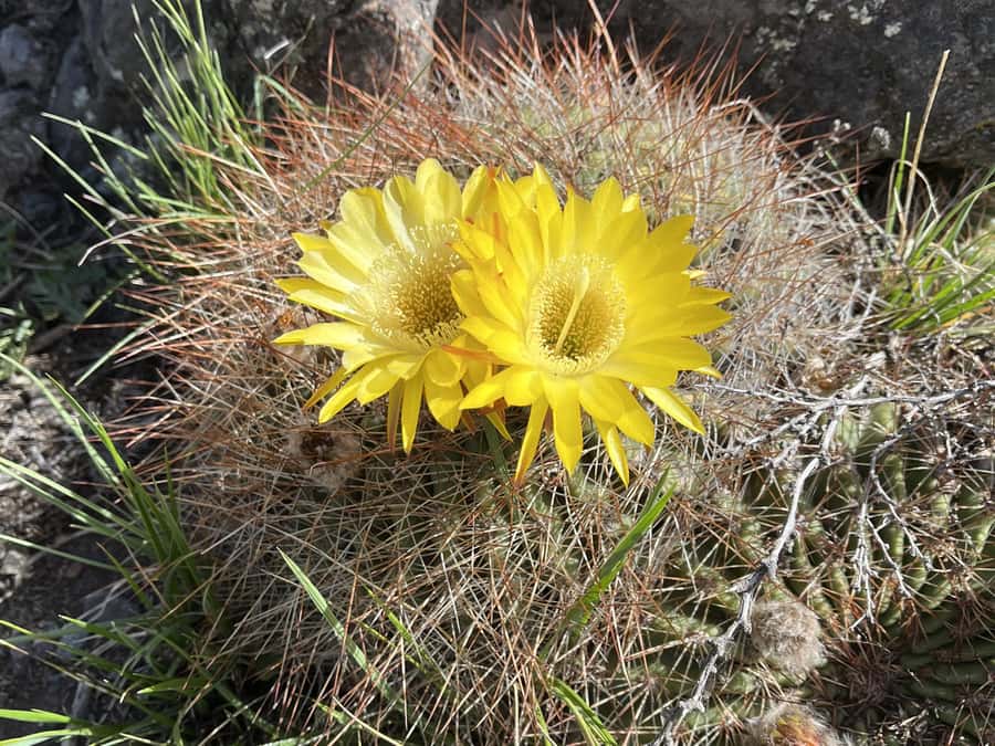 Mendoza: Hiking, Meditation & Yoga in the Andes with Lunch - Breath-walking, sound meditation, and Andean cosmovision on trail