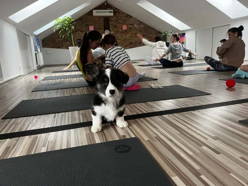 Puppy Yoga in Riga - Puppy Yoga in Riga: what the experience is really like