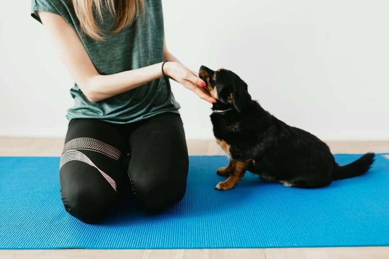 Puppy Yoga in Riga - Who should book Puppy Yoga in Riga (and who should skip)