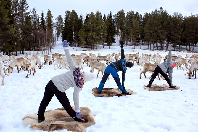 Reindeer yoga - Key things to know before you go