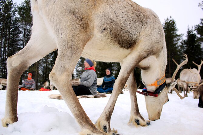 Reindeer yoga - Why Reindeer Fence Yoga Feels Like Northern Finland, Not a Theme Park