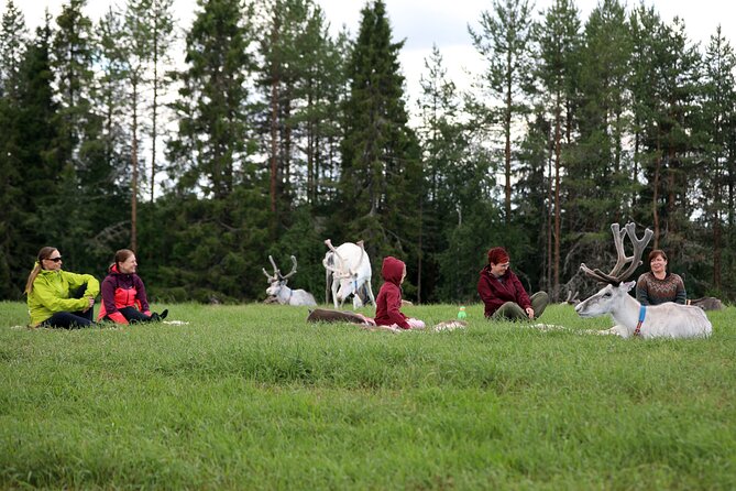 Reindeer yoga - How Close Will the Reindeer Be?
