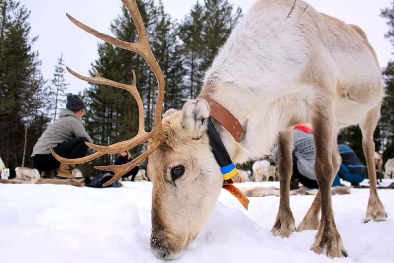 Reindeer yoga in Kuusamo - Key Things I’d Watch For Before You Go