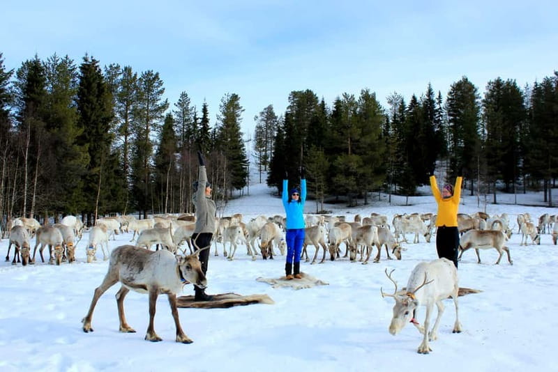 Reindeer yoga in Kuusamo - Reindeer Yoga in Kuusamo: What This Experience Really Feels Like