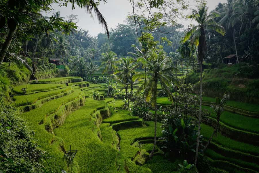 Sunrise Café and Morning Yoga Class - Breakfast That Sets the Pace (and What’s Included vs. Not)